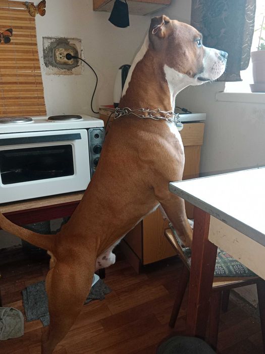 Вязка Амстафф  мальчик