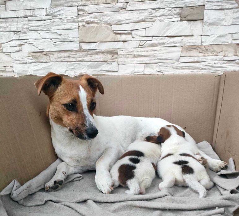 Suczka Szczeniak Jack Russell Terrier
