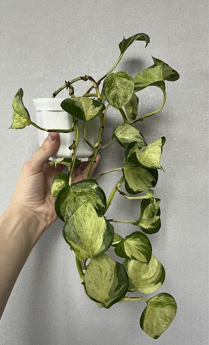 Епіпремнум тайський клон хепі ліф Happy leaf епипремнум