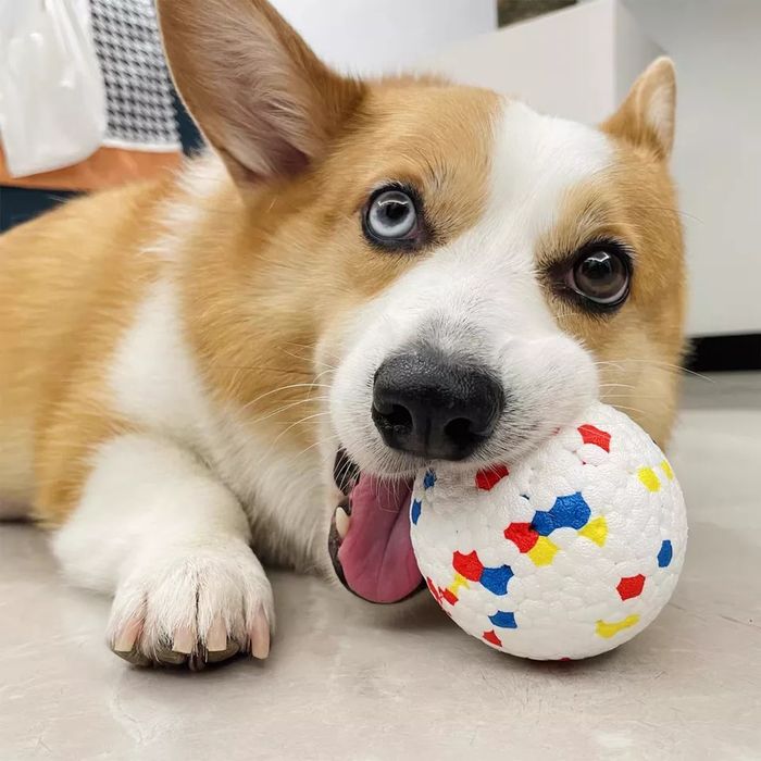 Прочный мяч для собак