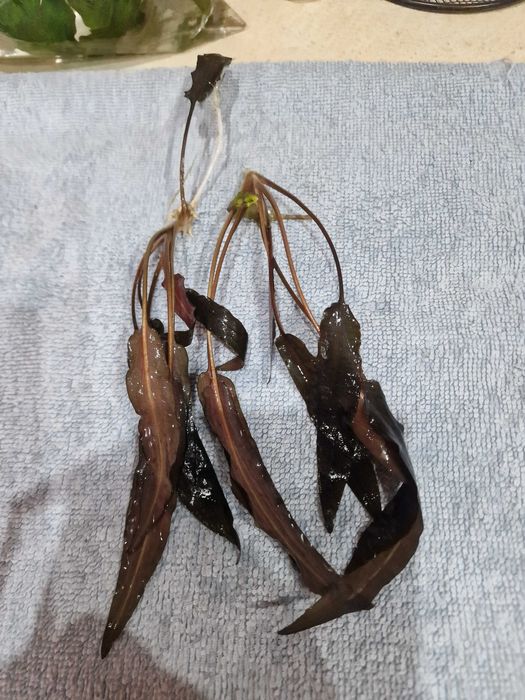 Roślinki akwariowe 5 zl woreczek