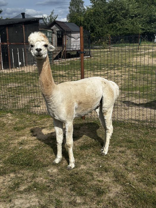 Sprzedam 3 alpaki samce, cena za wszystkie
