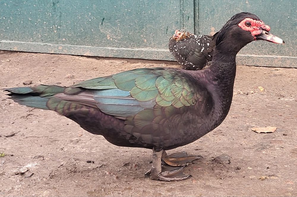 Инкубационное яйцо мускусной утки, индоутки тяжелой линии Голубая