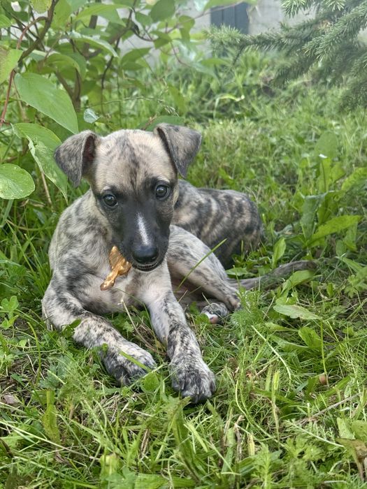 Whippet suczka - Brightcoffe ZKwP/FCI