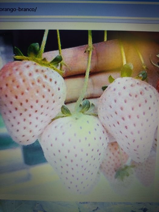 Morangueiro brancos