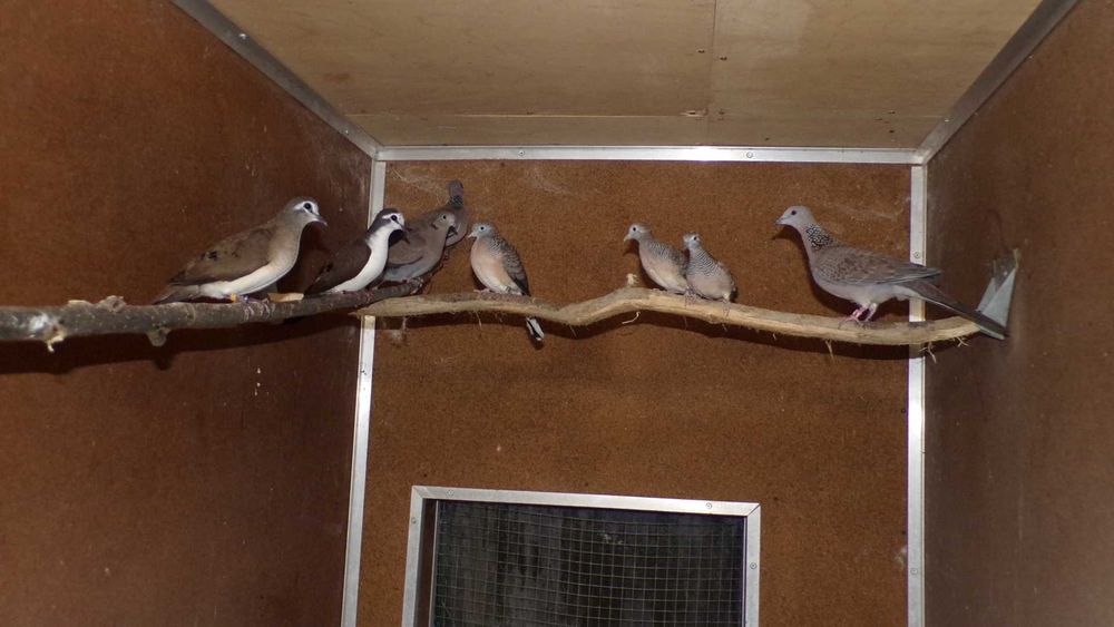 Gołąbki egzotyczne zebrowane