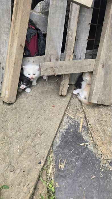 Кошенята шукають дім