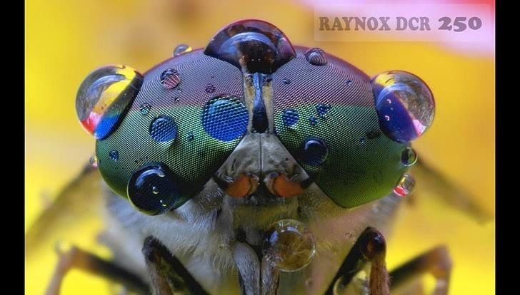 Raynox DCR-250 Макроконвертер Zubehör Digitalcameras