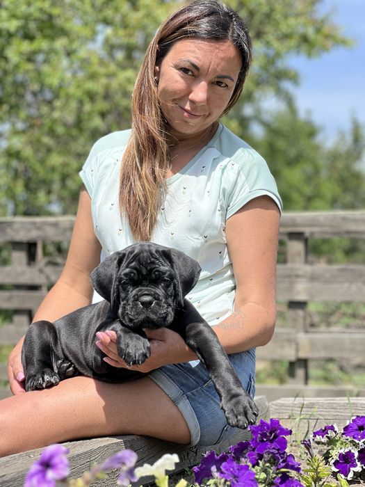 Цуценята кане корсо