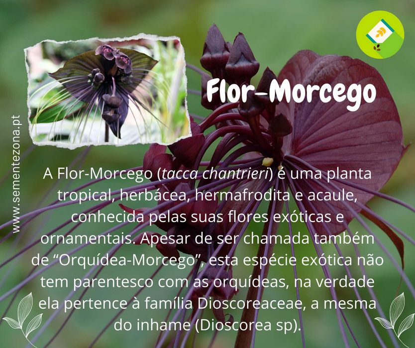 5 Sementes Flor-morcego - Tacca chantrieri