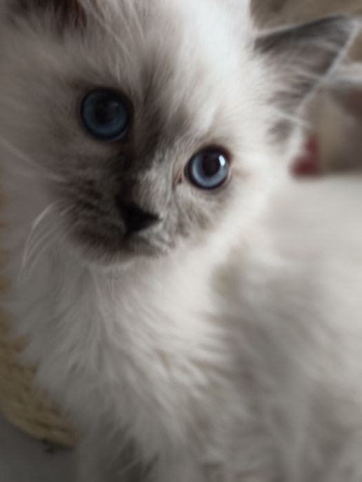 Kot Ragdoll Rag n