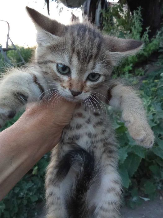 Сіро-руденьке кошеня-тигреня Санні, 1,5 міс