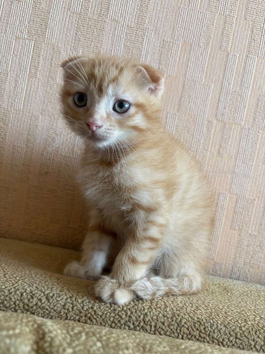 Продам    кошенят