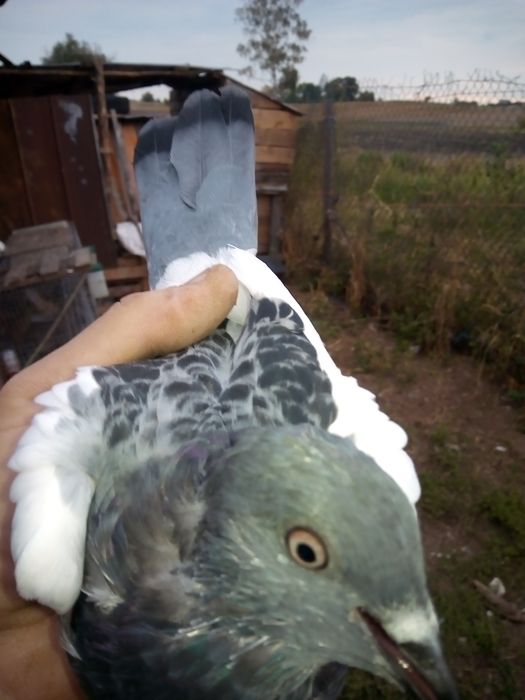 Sprzedam gołębie ozdobne różne