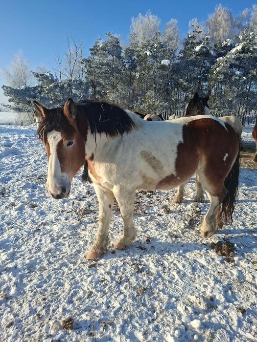 Sprzedam 4 klacze zimnokrwiste źrebne.