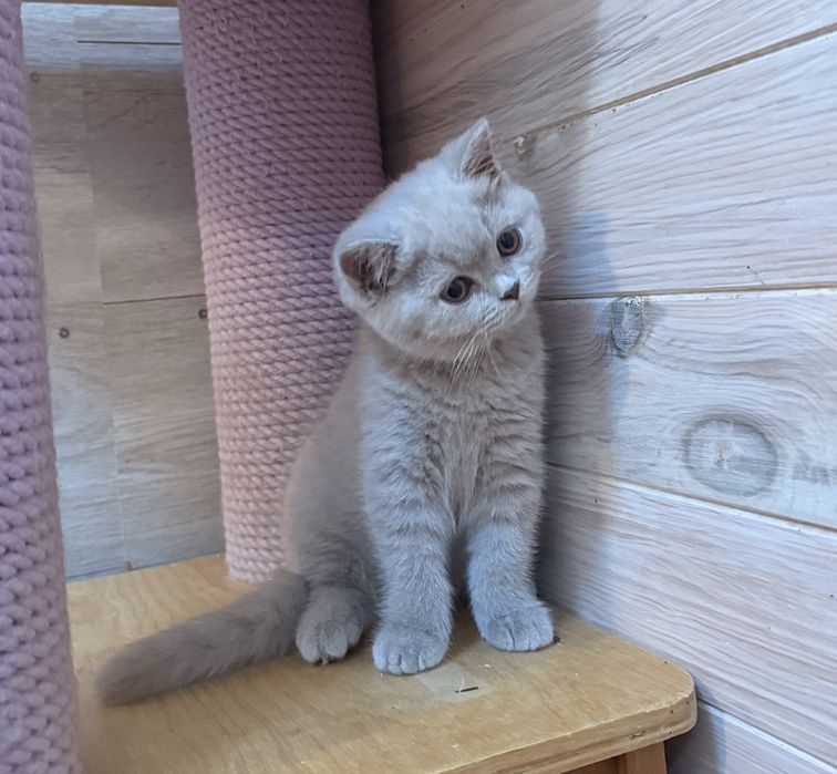 Menina british shorthair lilac