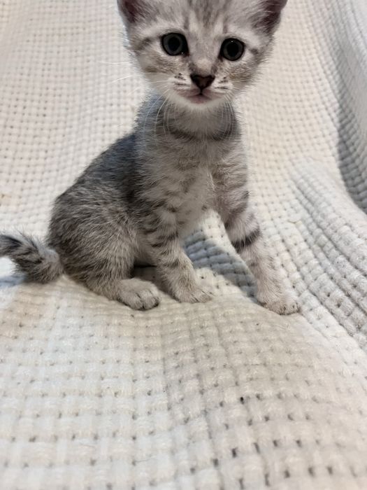 Кошеня хлопчик шукає господаря