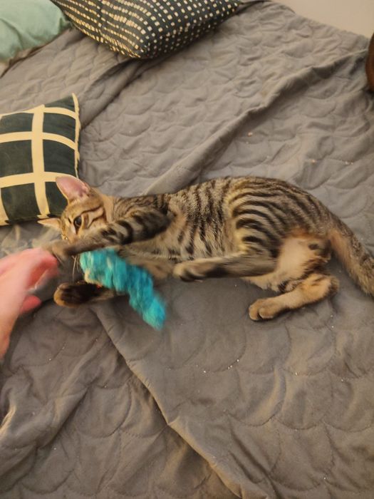 Gatinho bebe para adoção