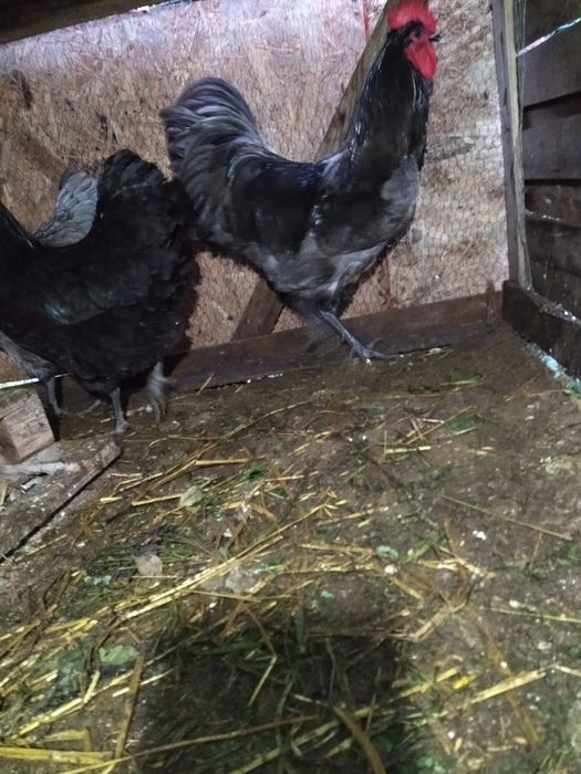 Ovos galados  para incubação