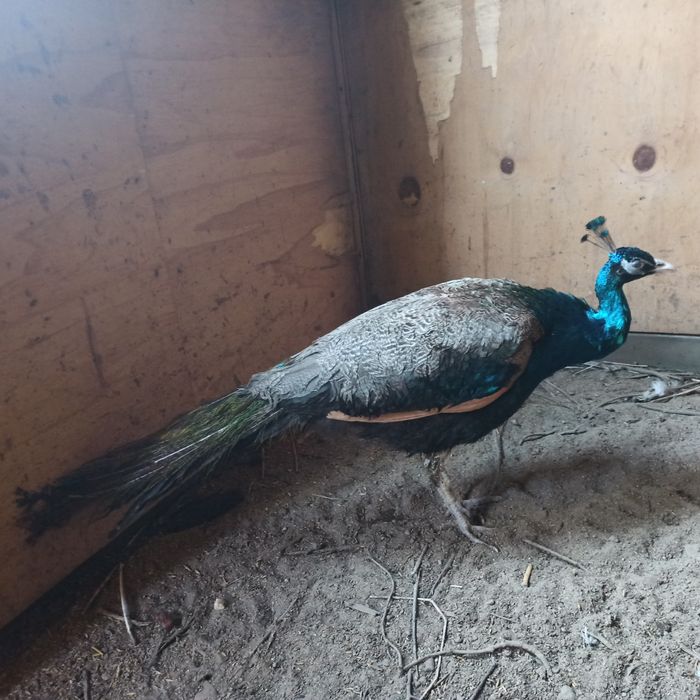 Paw kogut samiec 2023