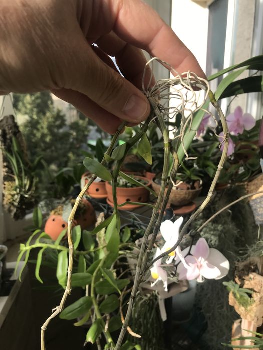 Dendrobium loddigesii*den.aphyllum