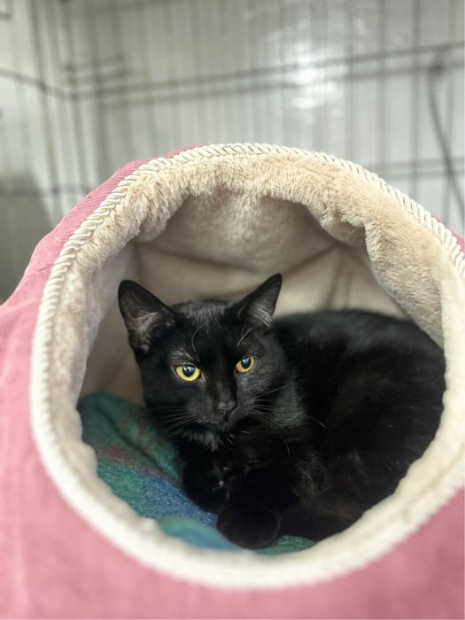 Młodziutka kicia Basia