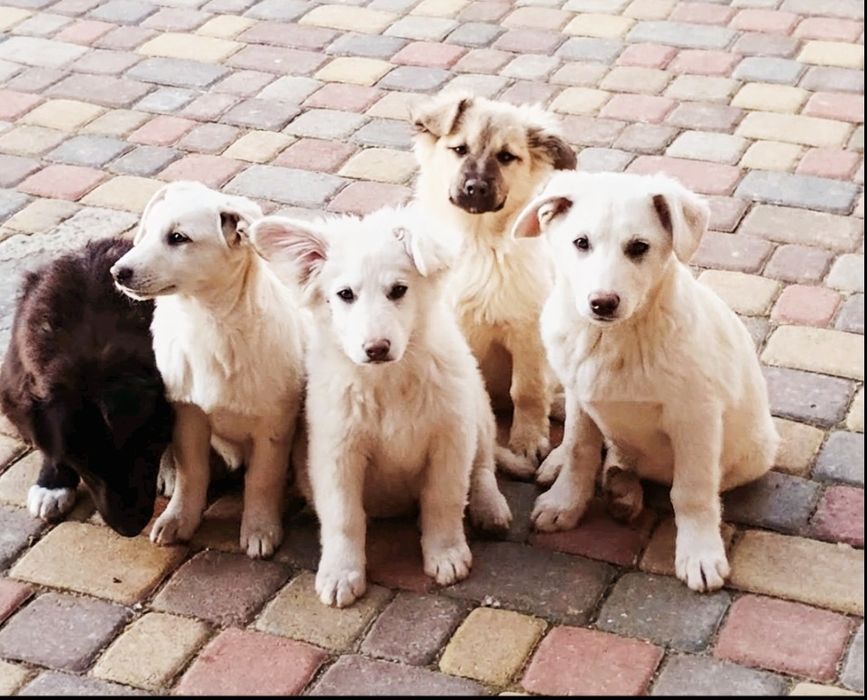 Цуценята шукають дім та свою людину. Віддаємо з приданим