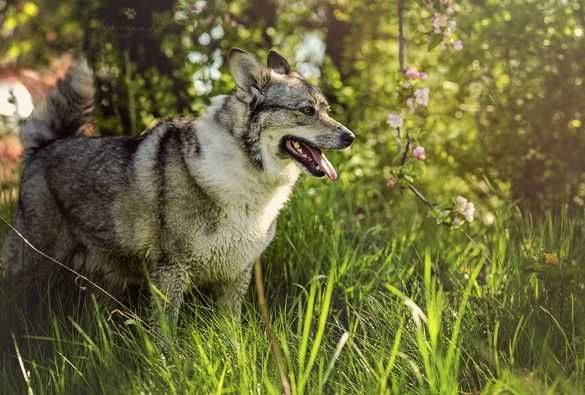 Hopka, skaczący wilkohusky