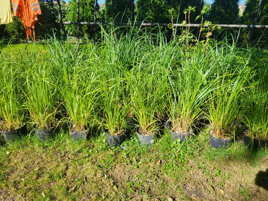 Trawa ozdobna Rozplenica Japońska