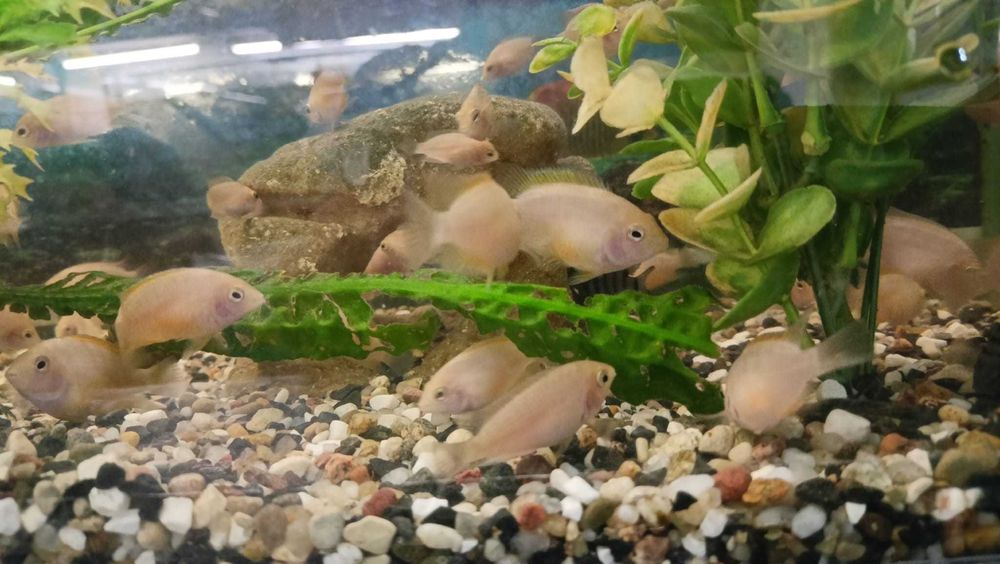 Pielęgnice Zebry Albinos - sprzedam