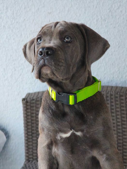 Cane Corso Italiano- cudowna szara dziewczynka.ZkwP