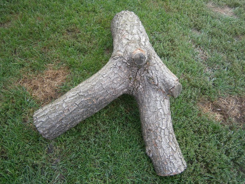 do terarium konar wierzby mandżurskiej.