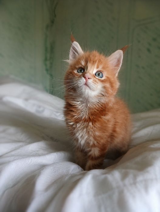 Котята мейн-кун, девочки, 2 и 6 месяцев, рыжие и кофе с молоком