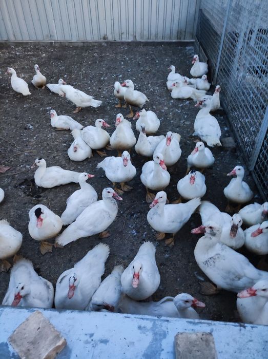 Мясо утки и гуся