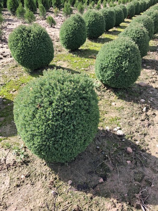 Tuje szmaragd, thuje smaragd, tuja, thuje