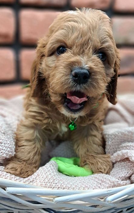 Chłopczyk  cavapoo zaraz do odbioru