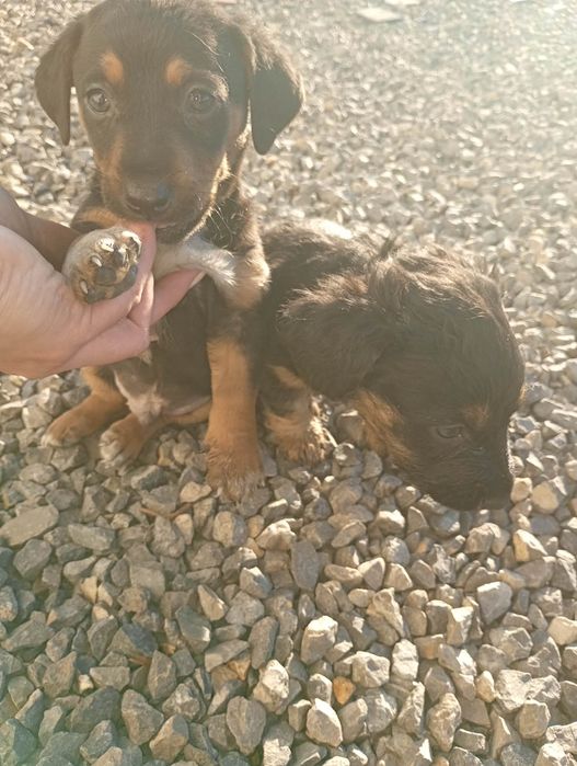 Oddam Kundelki wesołe