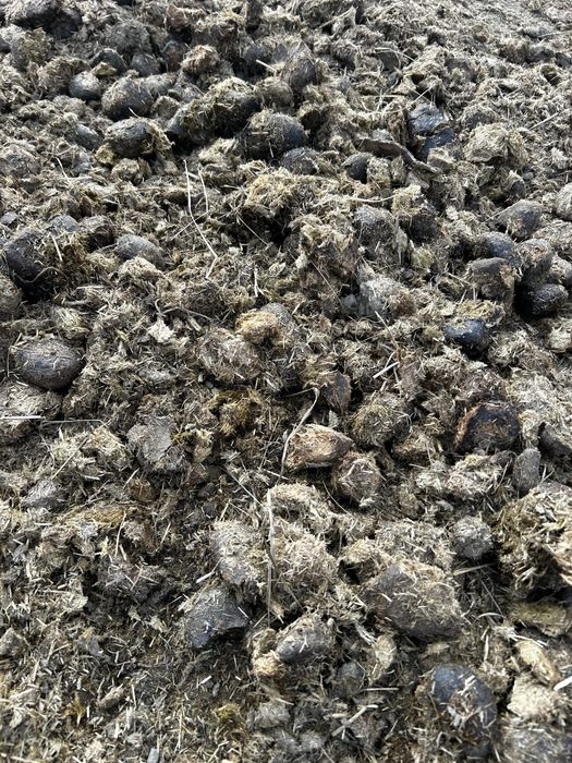 obornik koński czysty sprzedam