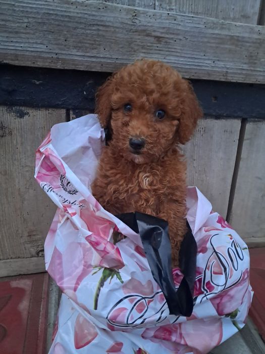 Красунчик хлопчик -той-Пудель.