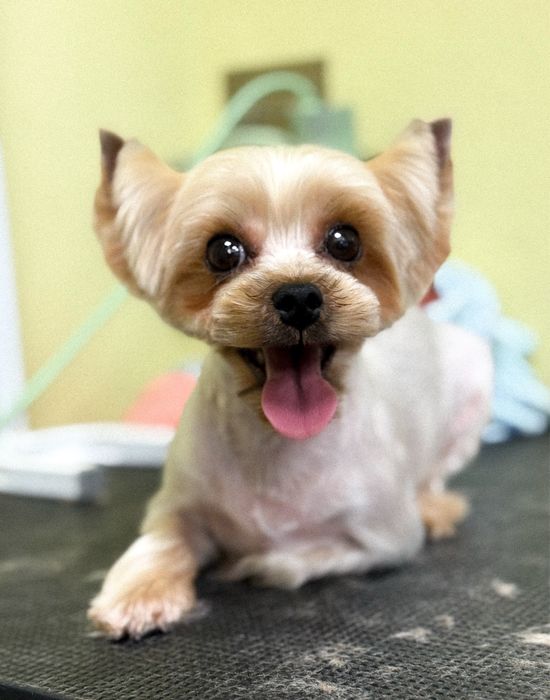 Грумінг тваринок