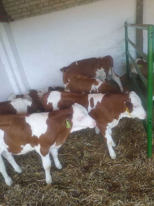 Byczki i jaloweczki mięsne