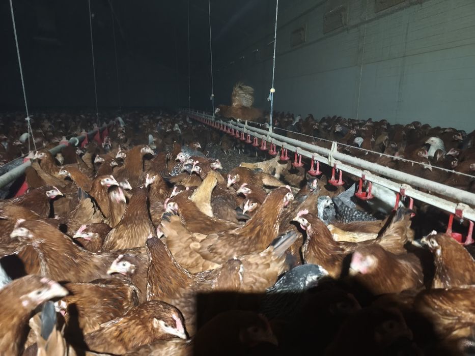 Młode kurki ogolnouzytkowe 3 tyg do jajka