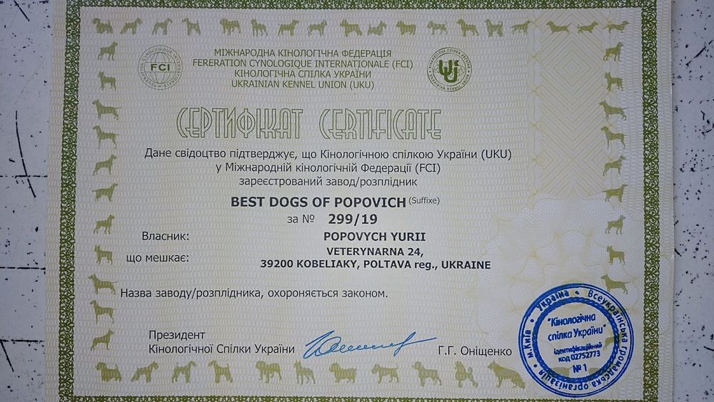 Шикарные Пуделя.