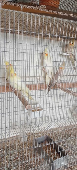 Caturras para ceder