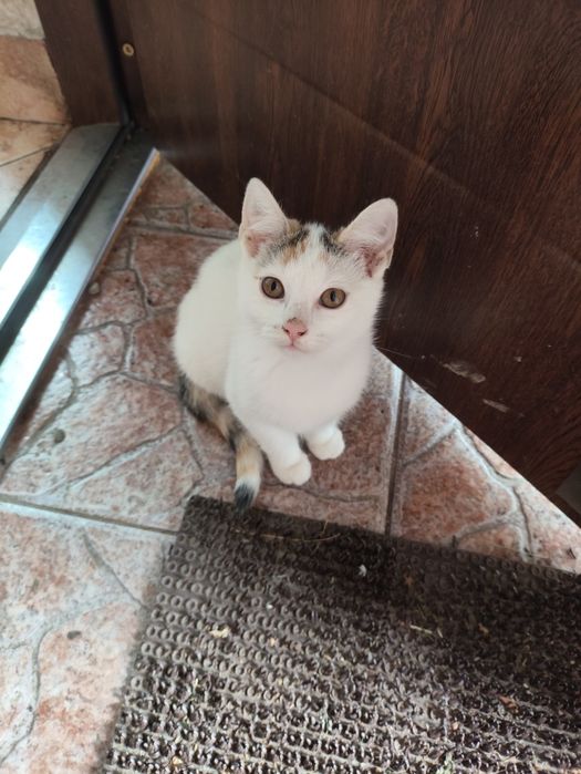 Kotki do adopcji