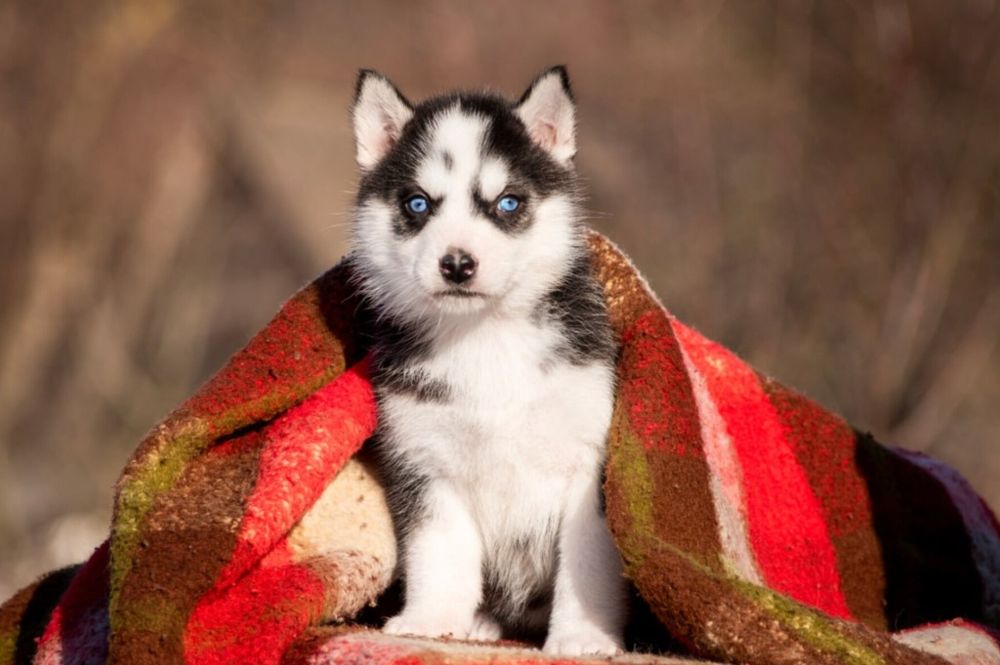 Девочка хаски с голубыми глазами