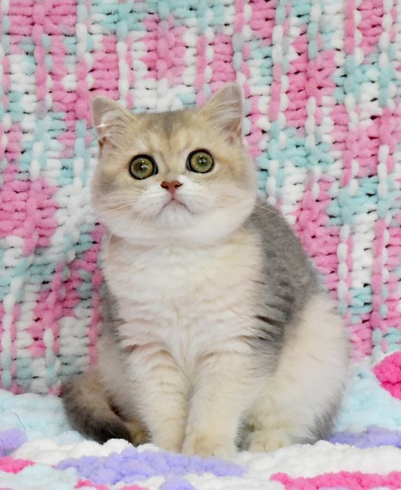 Золотая голубая шиншилла, кошечка, продажа