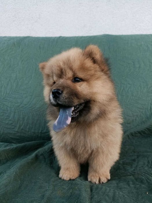 Wzorcowy Chow Chow piękny exterrier psy rodzice FCI
