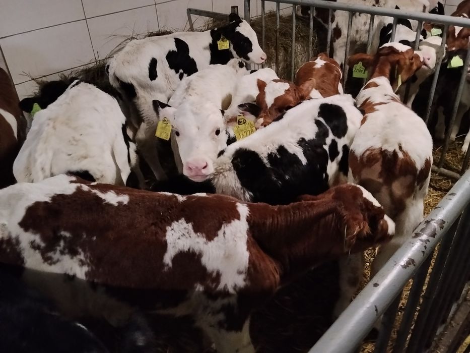 Ładne Byczki Cielaki