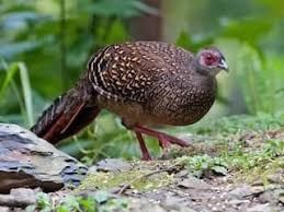 Bażanty bazant swinhoe